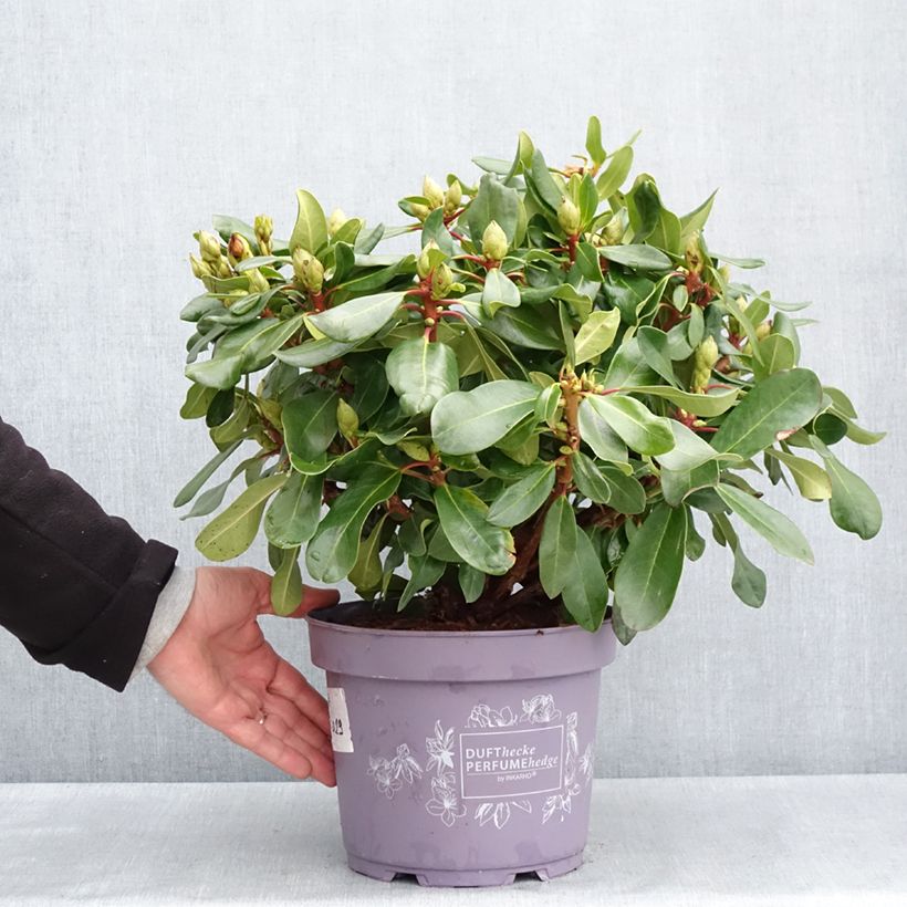 Rhododendron Inkarho Rosa Dufthecke Maceta 4L/5L Ejemplar entregado en la primavera