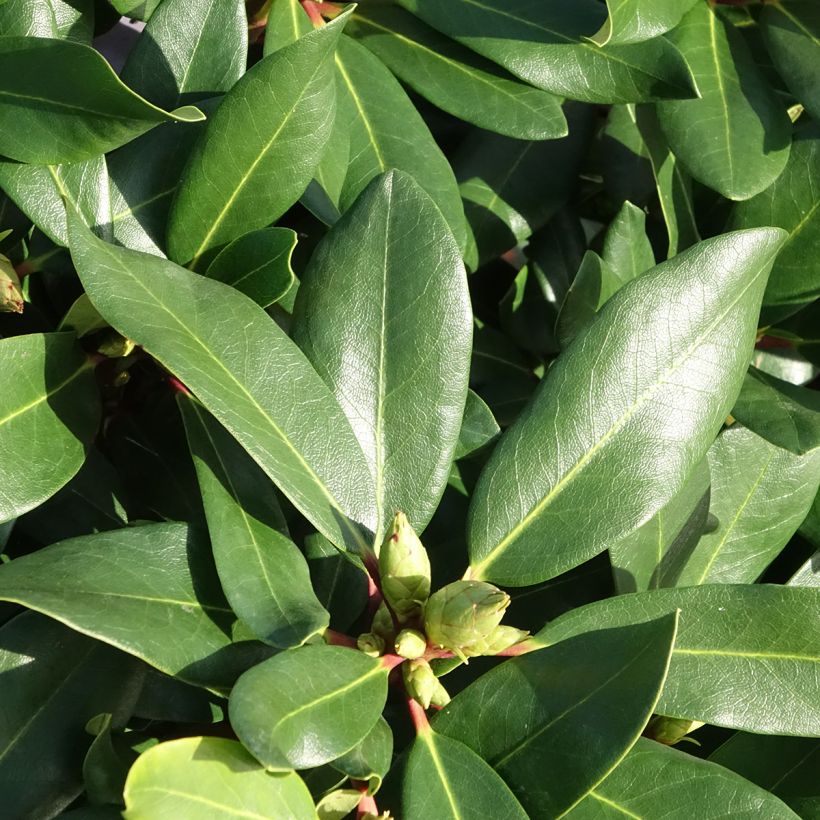 Rhododendron Inkarho Weiße Dufthecke (Follaje)