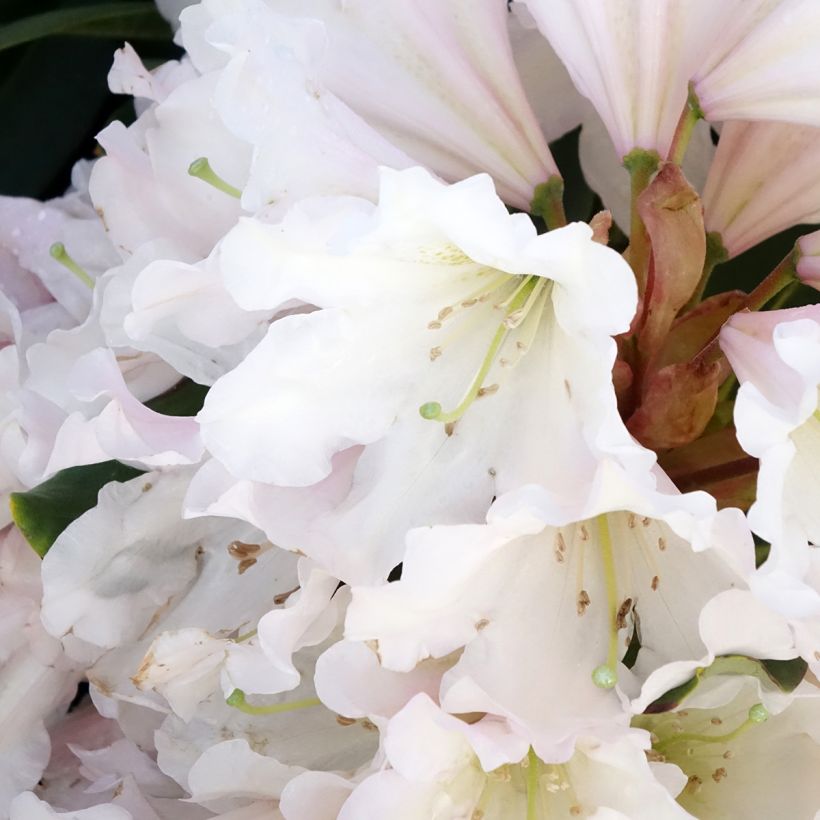Rhododendron Inkarho Weiße Dufthecke (Floración)