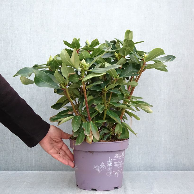 Ejemplar de Rhododendron Inkarho Weiße Dufthecke Maceta 4L/5L entregado en otoño