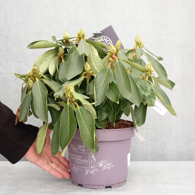 Rhododendron Inkarho Weiße Dufthecke Maceta 4L/5L Ejemplar entregado en invierno