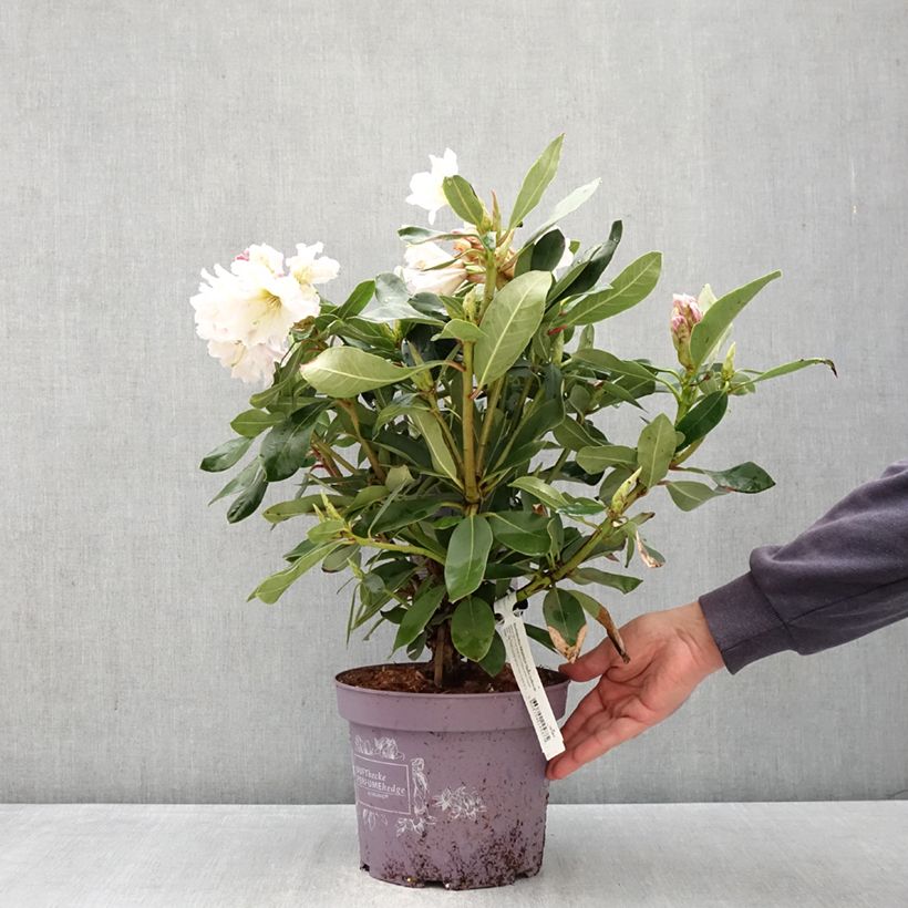 Rhododendron Inkarho Weiße Dufthecke Maceta 4L/5L Ejemplar entregado en la primavera