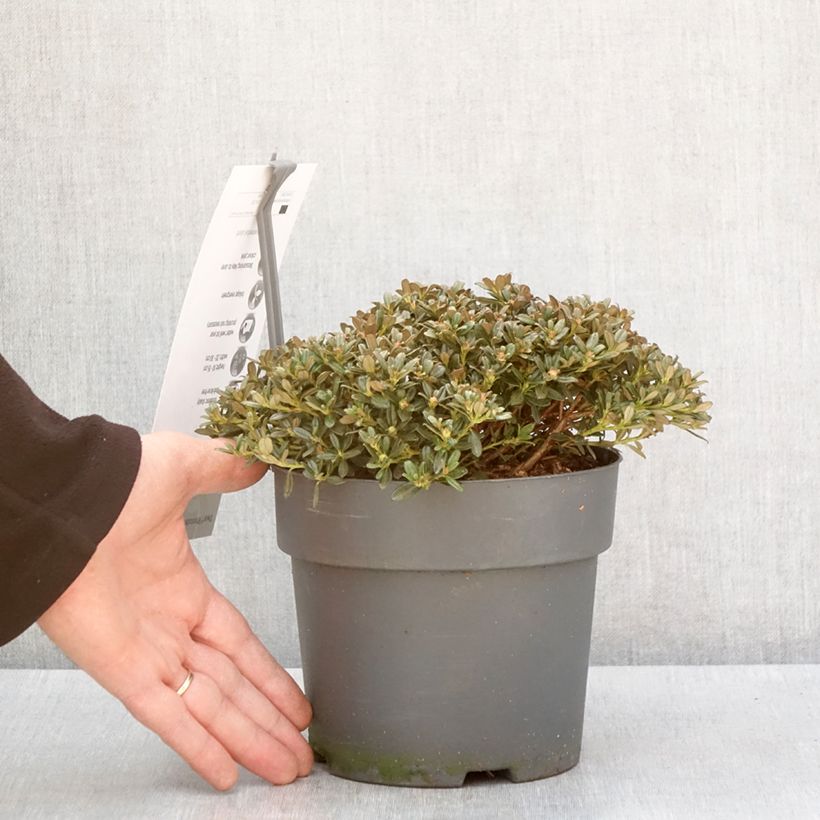 Rhododendron keleticum Maceta 2L/3L Ejemplar entregado en invierno