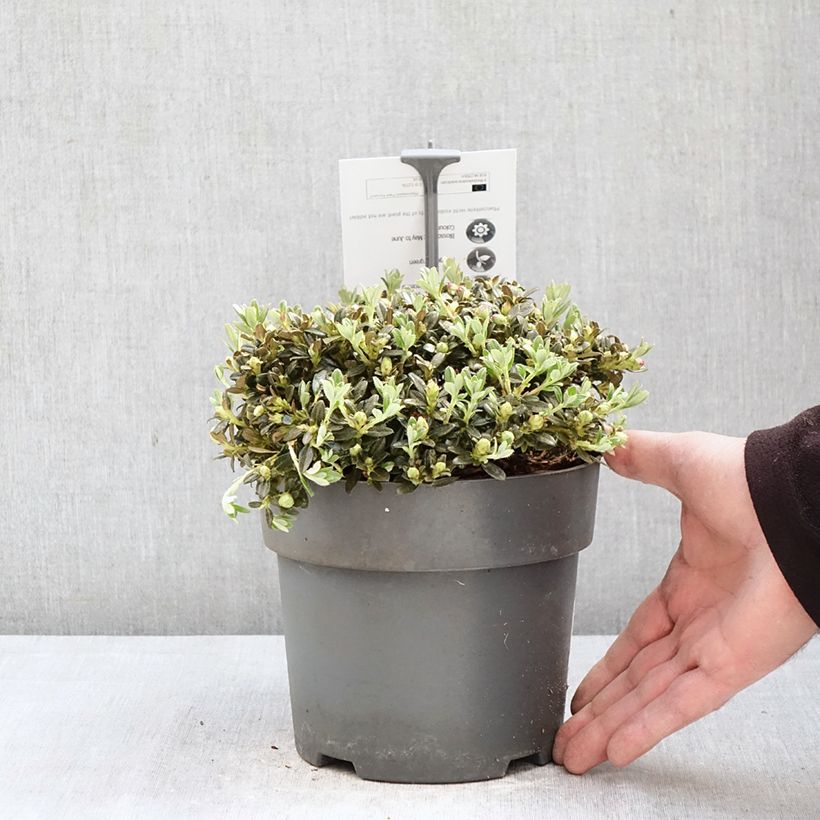 Rhododendron keleticum Maceta 2L/3L Ejemplar entregado en la primavera