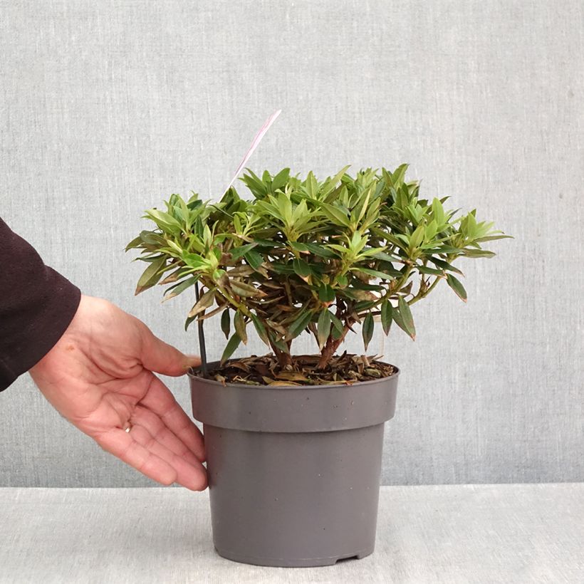 Ejemplar de Rhododendron keleticum Robert Seleger Maceta 2L/3L entregado en otoño