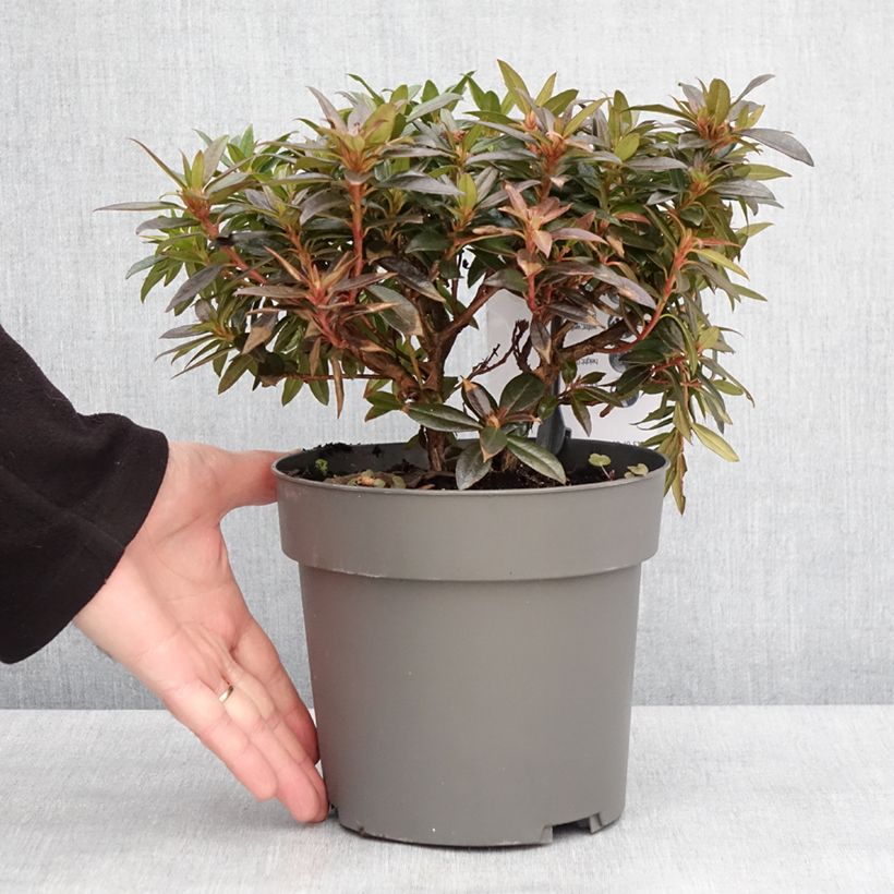 Rhododendron keleticum Robert Seleger Maceta 2L/3L Ejemplar entregado en invierno