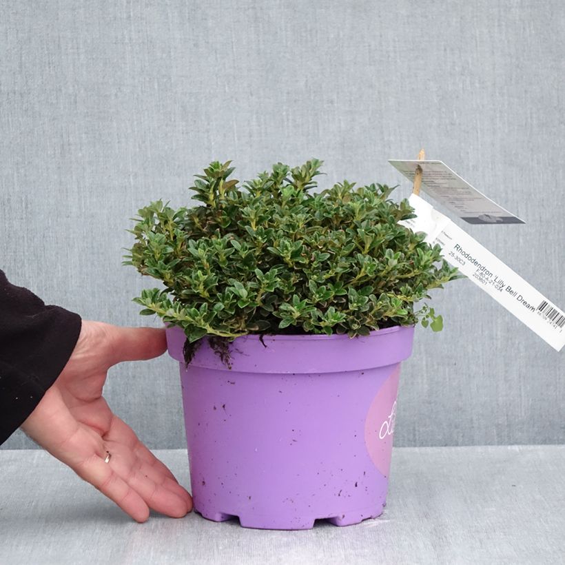 Ejemplar de Rhododendron keleticum Lilly Bell Dream Maceta 3L/4L entregado en otoño