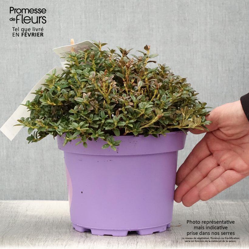 Rhododendron keleticum Lilly Bell Dream Maceta 3L/4L Ejemplar entregado en invierno