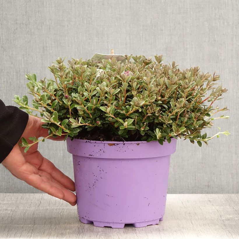 Rhododendron keleticum Lilly Bell Dream Maceta 3L/4L Ejemplar entregado en la primavera