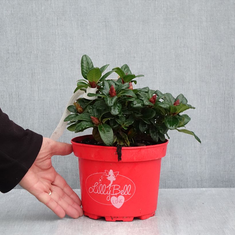 Ejemplar de Rhododendron Lilly Bell Love Maceta 3L/4L entregado en otoño