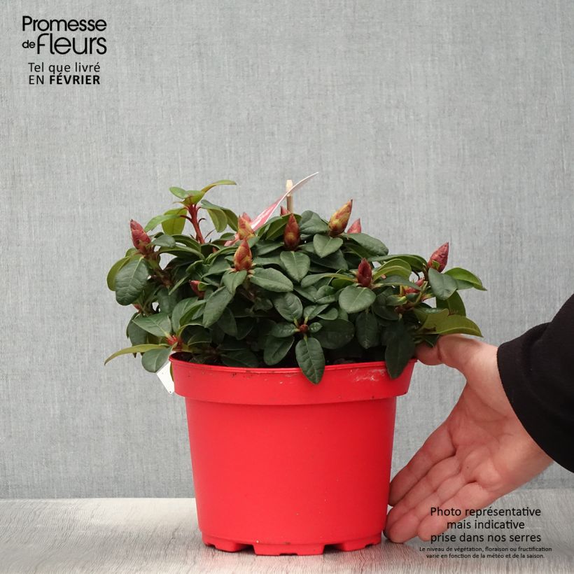 Rhododendron Lilly Bell Love Maceta 3L/4L Ejemplar entregado en invierno