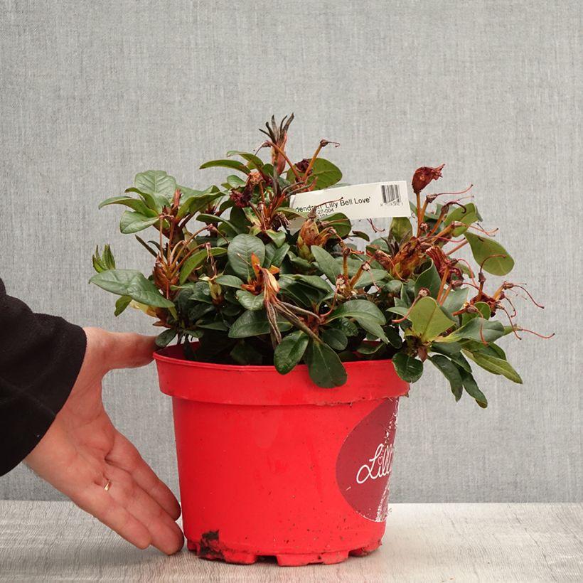 Rhododendron Lilly Bell Love Maceta 3L/4L Ejemplar entregado en la primavera