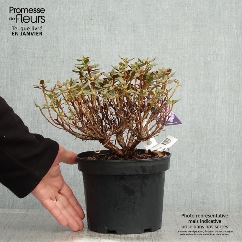 Rhododendron Lilly Bell Magic Maceta 3L/4L Ejemplar entregado en invierno