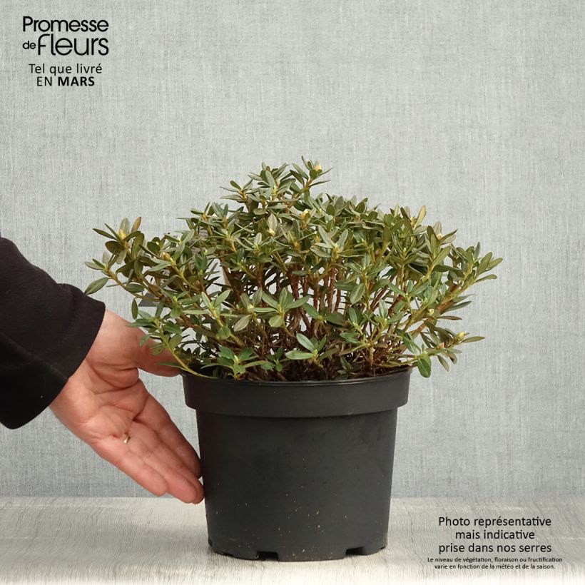 Rhododendron Lilly Bell Magic Maceta 3L/4L Ejemplar entregado en la primavera
