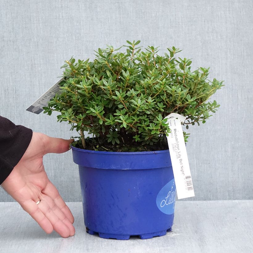 Ejemplar de Rhododendron Lilly Bell Night Maceta 3L/4L entregado en otoño