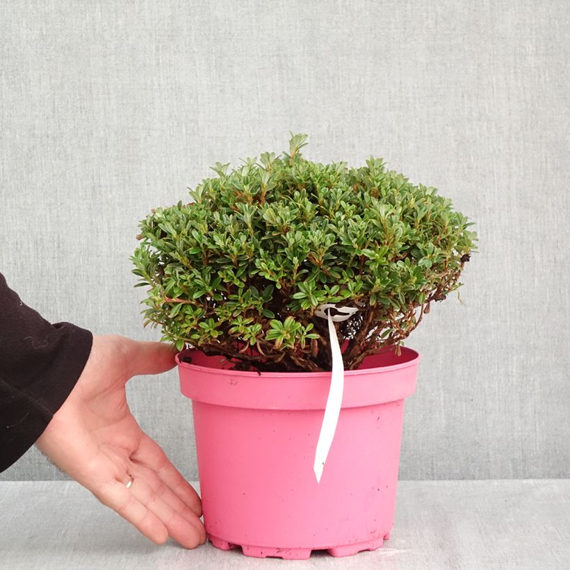 Ejemplar de Rhododendron Lilly Bell Pearl - Rhododendron nain Pot de 3L/4L entregado en otoño