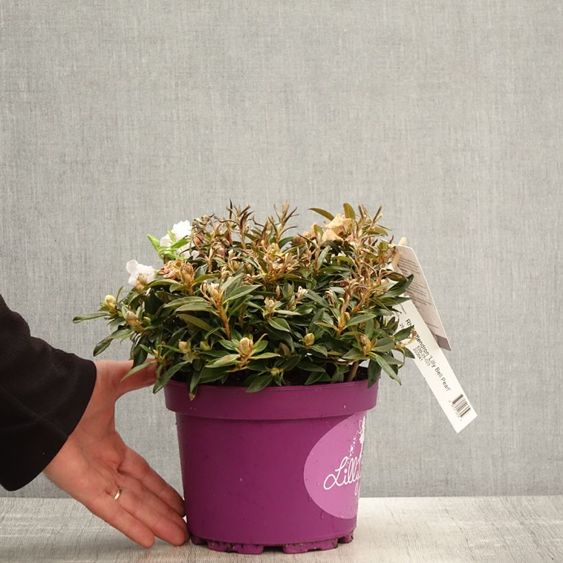 Rhododendron campylogynum var. myrtilloides Lilly Bell Pearl Maceta 3L/4L Ejemplar entregado en la primavera