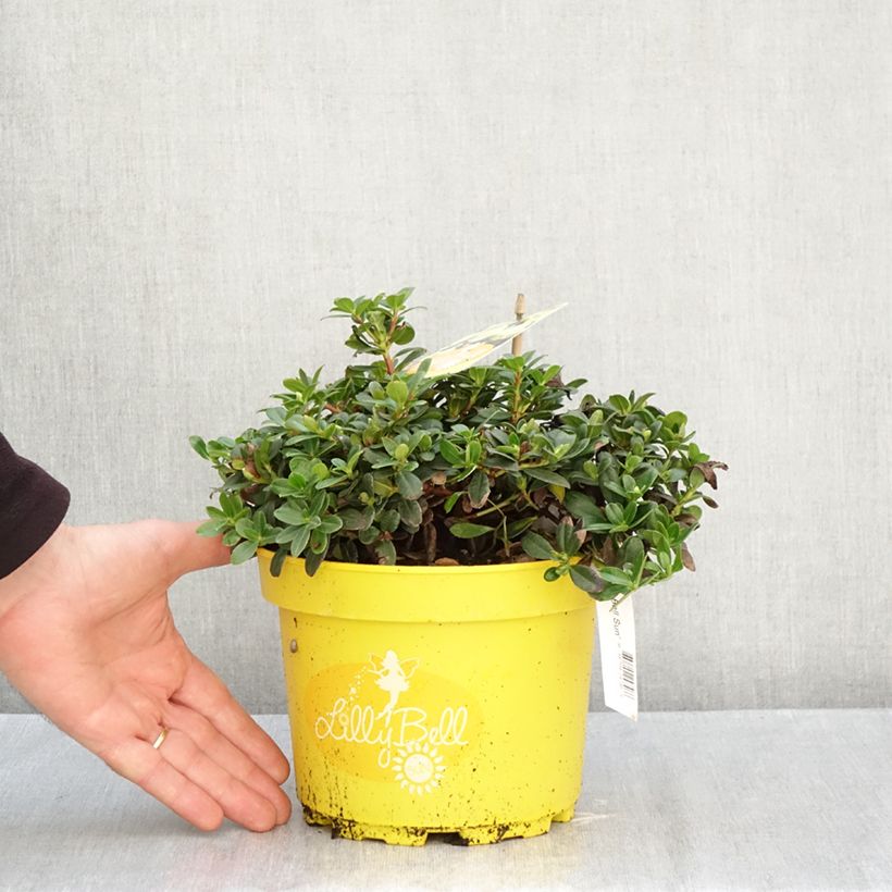 Ejemplar de Rhododendron Lilly Bell Sun - Rhododendron nain Pot de 3L/4L entregado en otoño