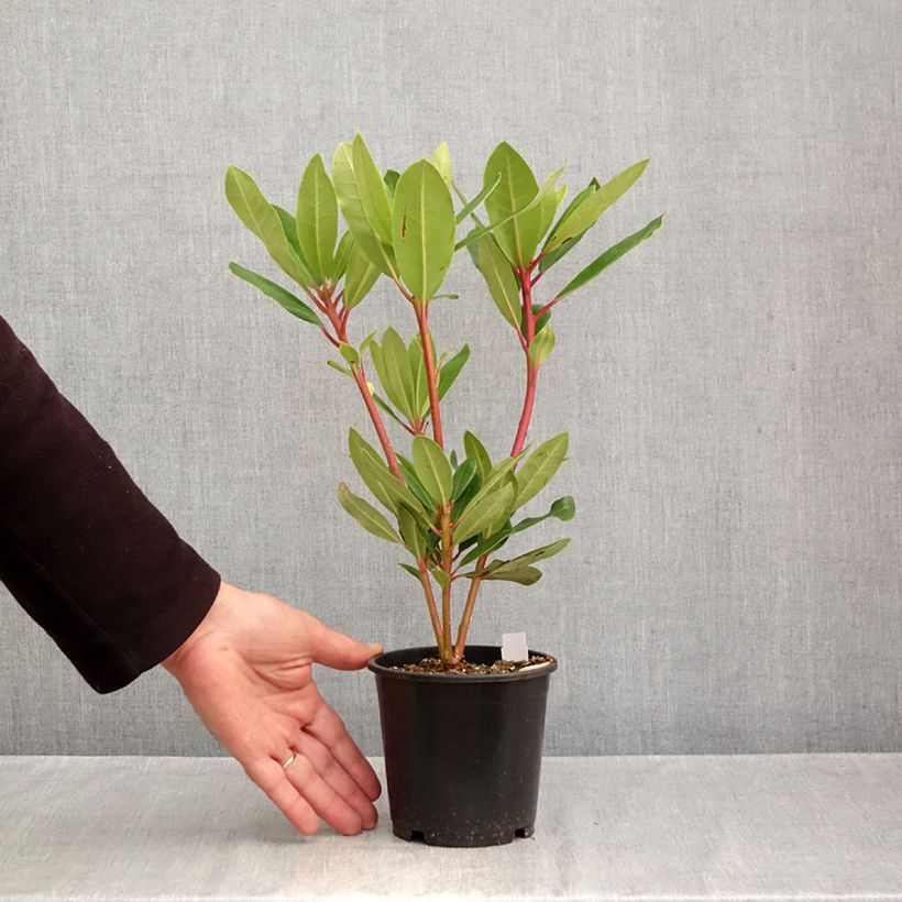 Ejemplar de Rhododendron Marcel Ménard Maceta de 12 cm / 13 cm entregado en otoño