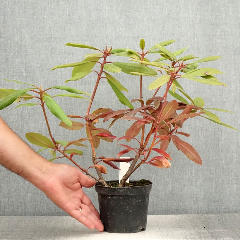 Ejemplar de Rhododendron Marcel Ménard Maceta de 12 cm / 13 cm entregado en verano