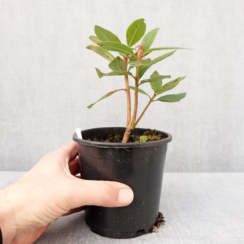 Rhododendron Marcel Ménard Maceta de 12 cm / 13 cm Ejemplar entregado en invierno