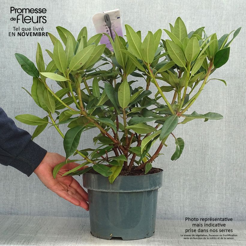 Ejemplar de Rhododendron Marie Forte Maceta 4L/5L entregado en otoño