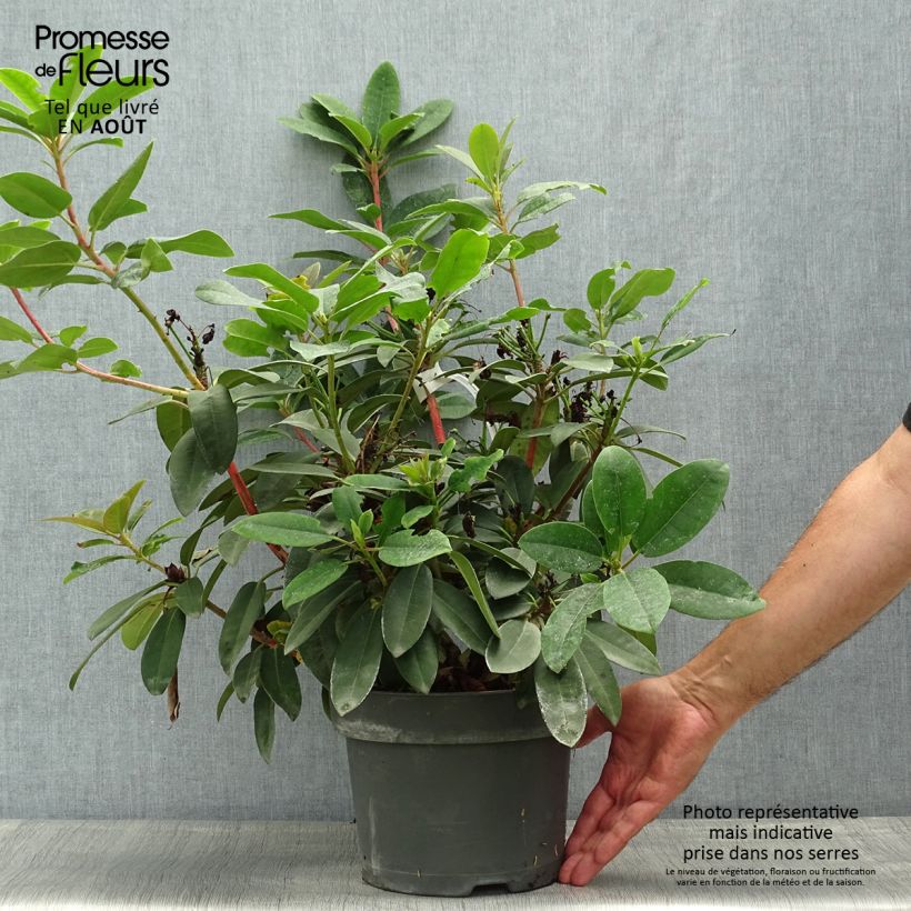 Ejemplar de Rhododendron Marie Forte Maceta 4L/5L entregado en verano