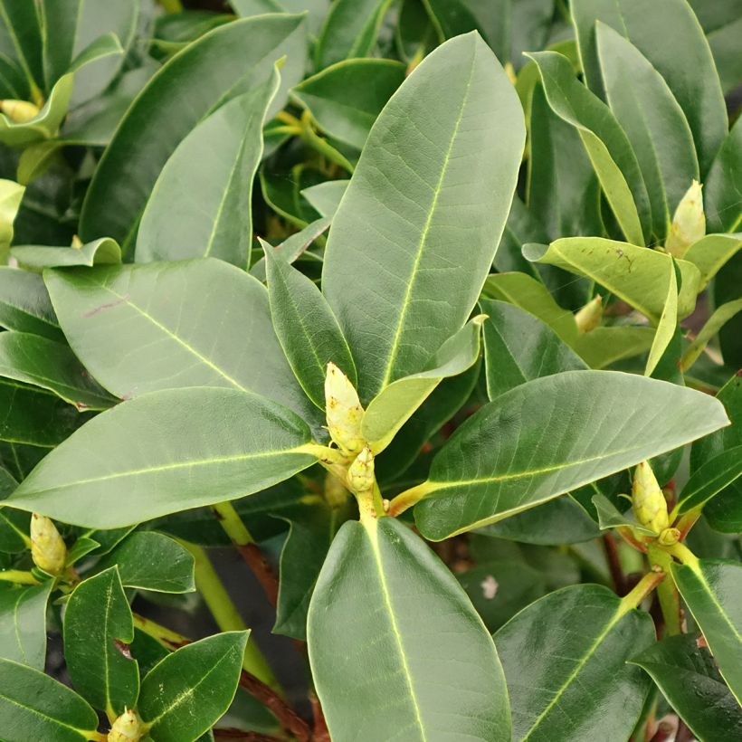 Rhododendron Markeeta's Prize - Rododendro (Follaje)