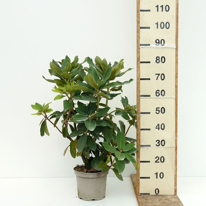 Ejemplar de Rhododendron Markeeta's Prize - Rododendro Maceta 4L/5L entregado en verano
