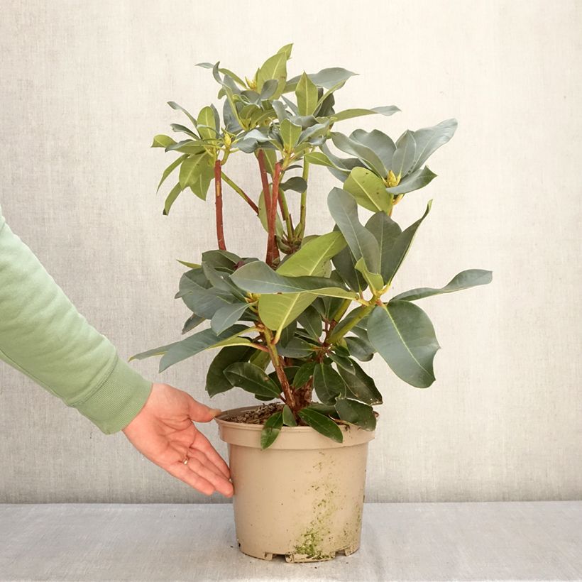 Rhododendron Markeeta's Prize - Rododendro Maceta 4L/5L Ejemplar entregado en invierno