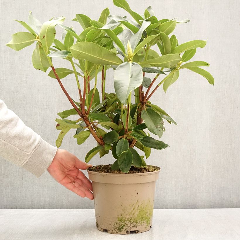 Rhododendron Markeeta's Prize - Rododendro Maceta 4L/5L Ejemplar entregado en la primavera