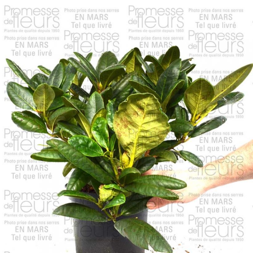 Ejemplo de ejemplar de Rododendro Melrose Flash - Rododendro en macetas de 4L./5L. tal y como se entrega