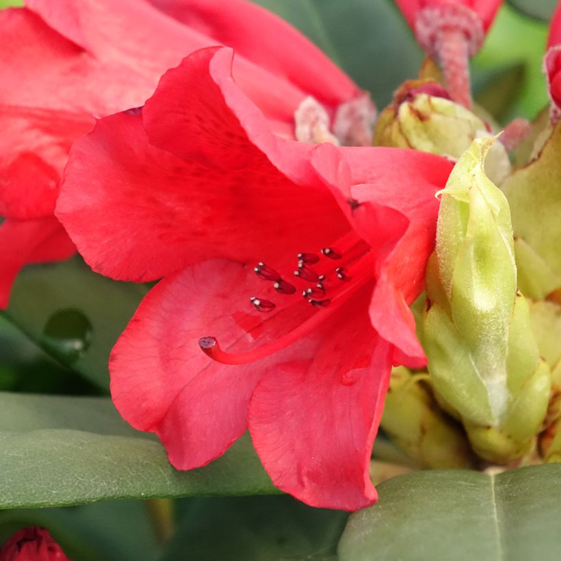 Rhododendron Melville (Floración)