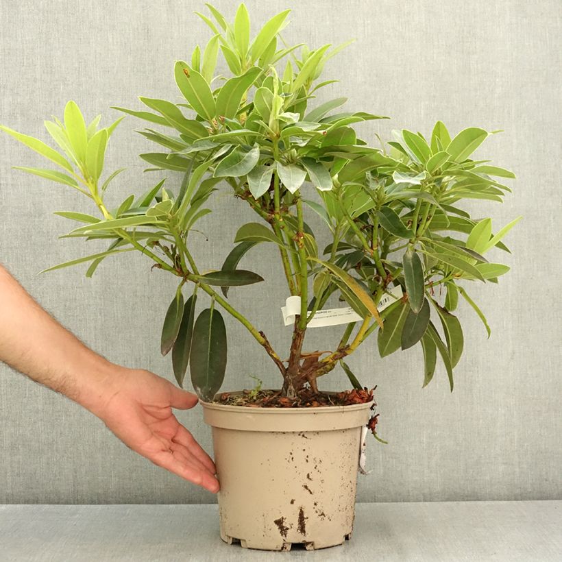 Ejemplar de Rhododendron Midnight Maceta 4L/5L entregado en verano
