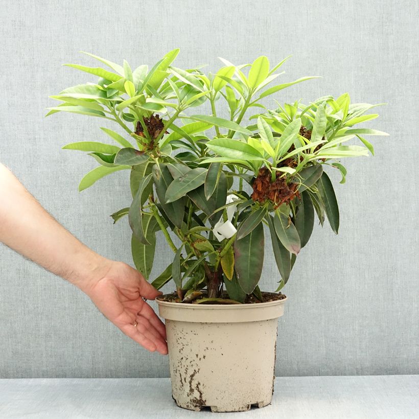 Rhododendron Midnight Maceta 4L/5L Ejemplar entregado en la primavera