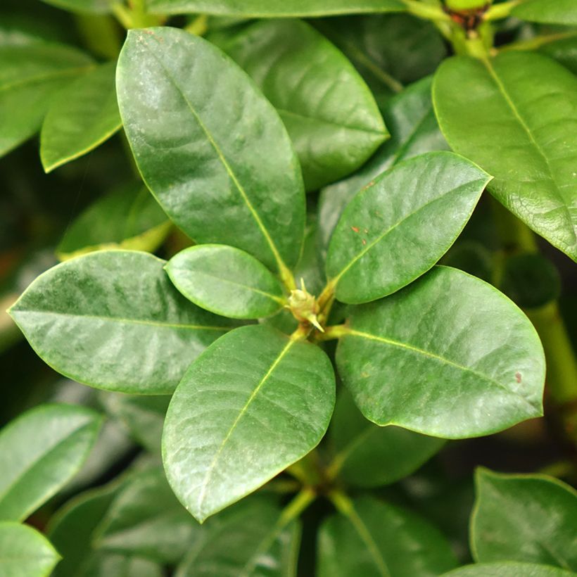 Rhododendron Mrs T.h.lowinsky (Follaje)