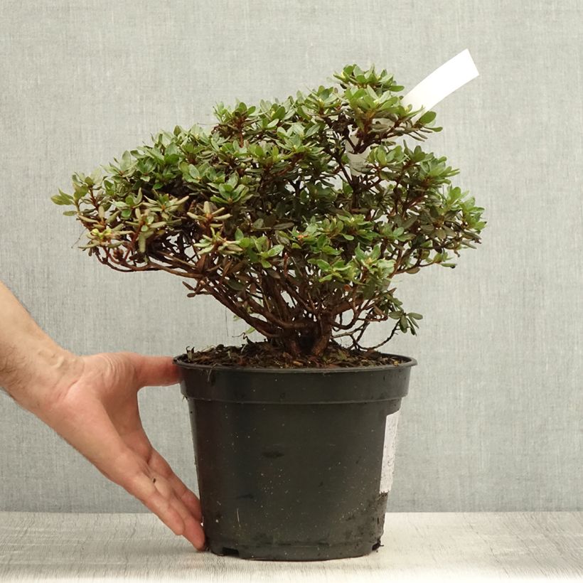 Ejemplar de Rhododendron nain Azurika Pot de 2L/3L entregado en verano