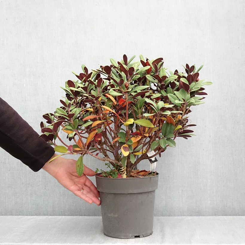 Ejemplar de Rhododendron neriiflorum Burletta Maceta 6L/7L entregado en otoño