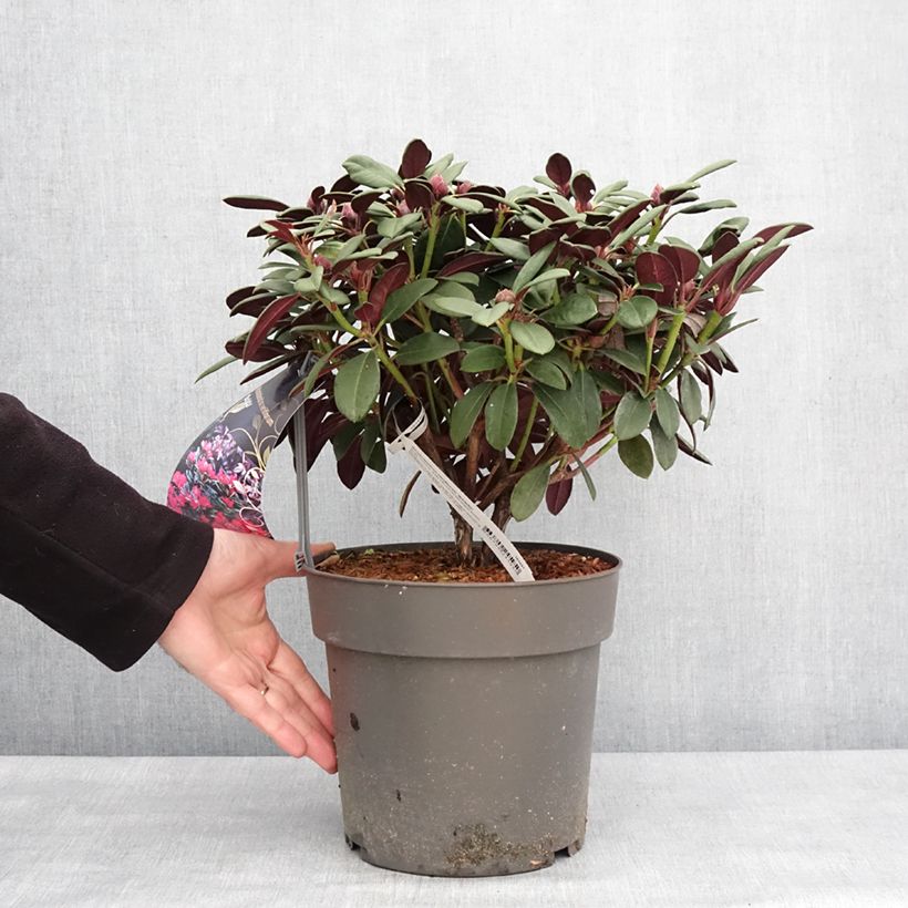 Rhododendron neriiflorum Burletta Maceta 6L/7L Ejemplar entregado en invierno