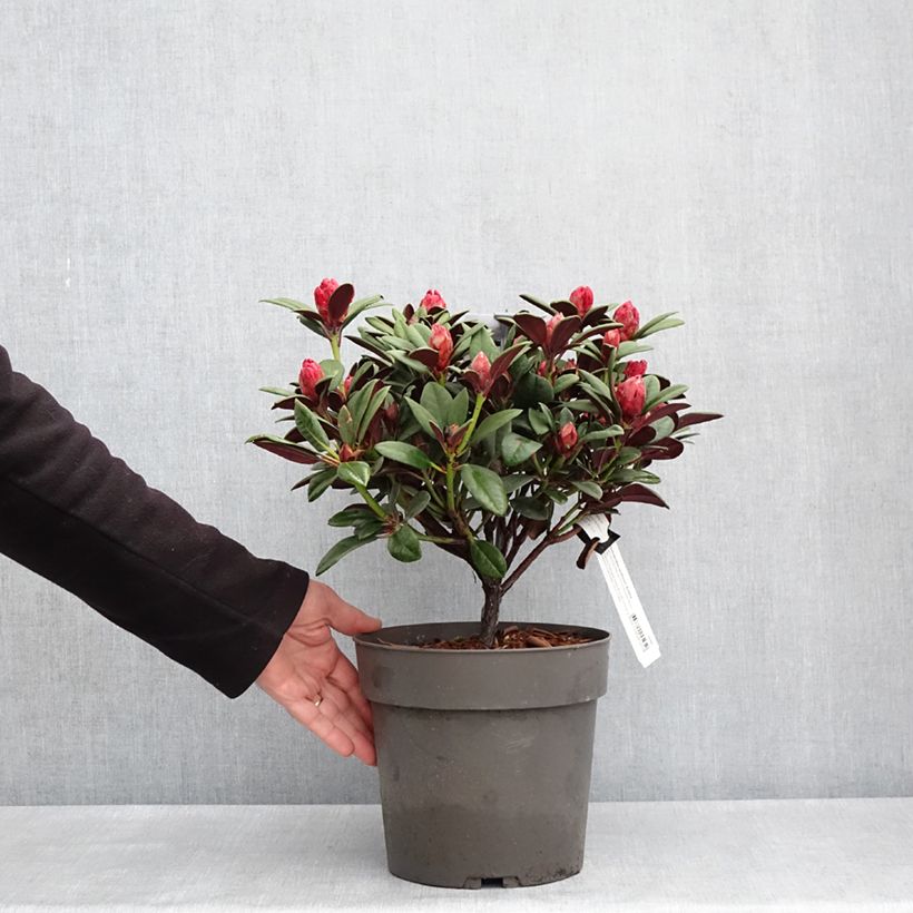 Rhododendron neriiflorum Burletta Maceta 6L/7L Ejemplar entregado en la primavera