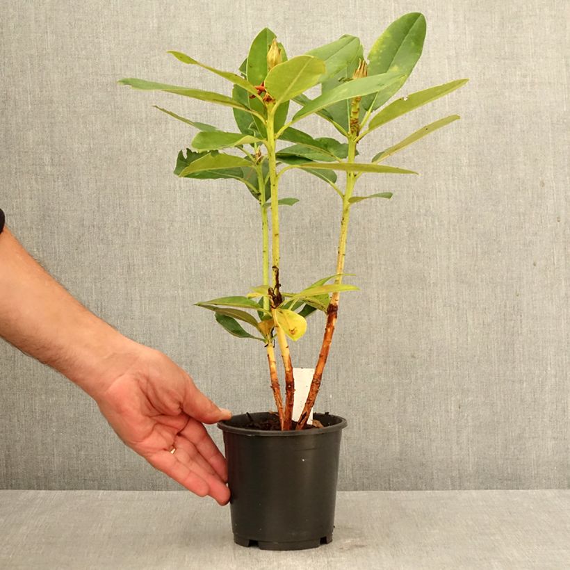 Ejemplar de Rhododendron yakushimanum Percy Wiseman Maceta de 12 cm / 13 cm entregado en otoño