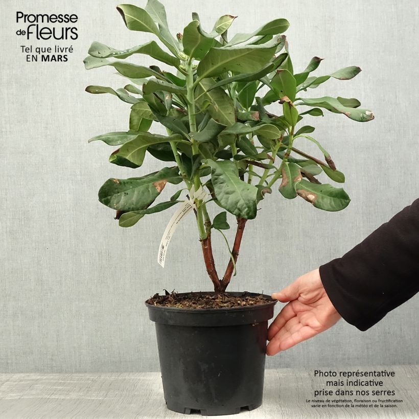 Rhododendron Polar Bear Maceta 4L/5L Ejemplar entregado en la primavera