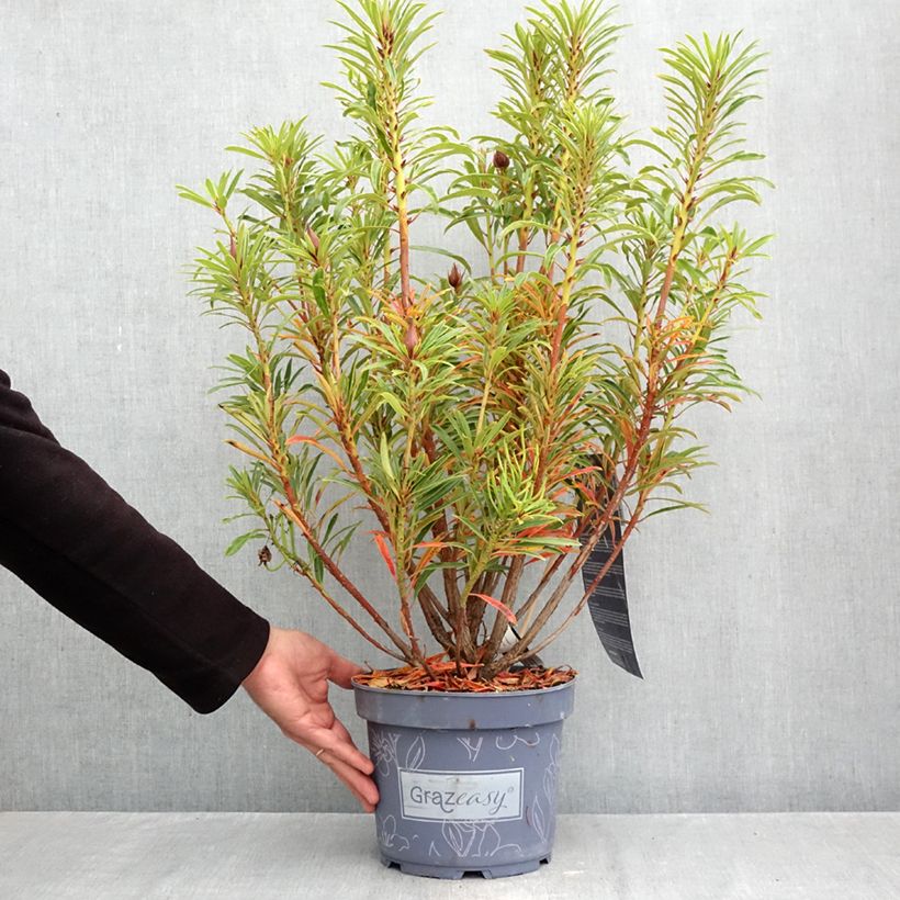 Ejemplar de Rhododendron ponticum Grazeasy Dark Pink Maceta 4L/5L entregado en otoño