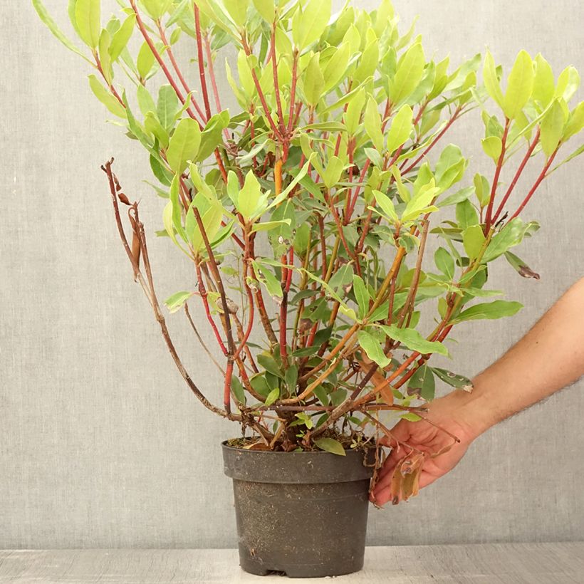 Ejemplar de Rhododendron ponticum Roseum Maceta 4L/5L entregado en verano