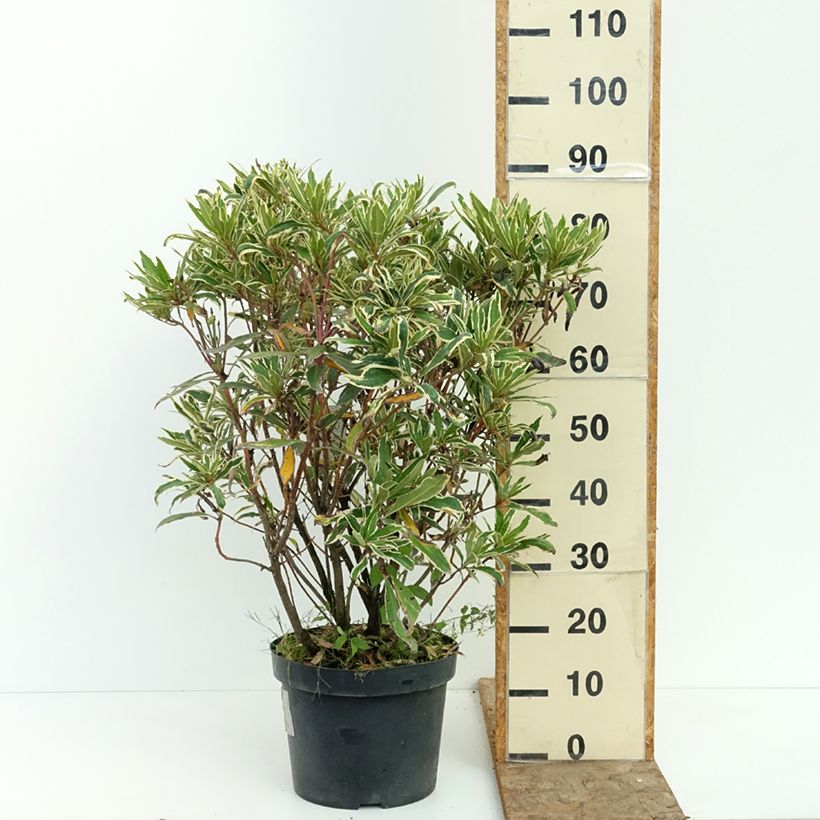 Ejemplar de Rhododendron ponticum Variegatum Maceta 7,5L/10L entregado en verano