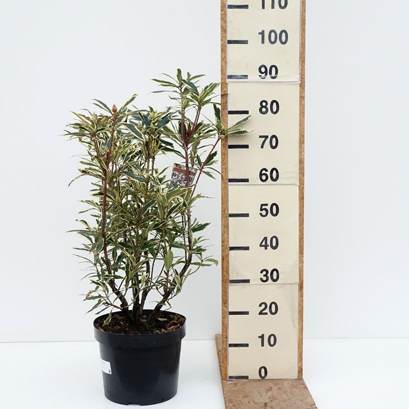 Rhododendron ponticum Variegatum Maceta 7,5L/10L Ejemplar entregado en invierno