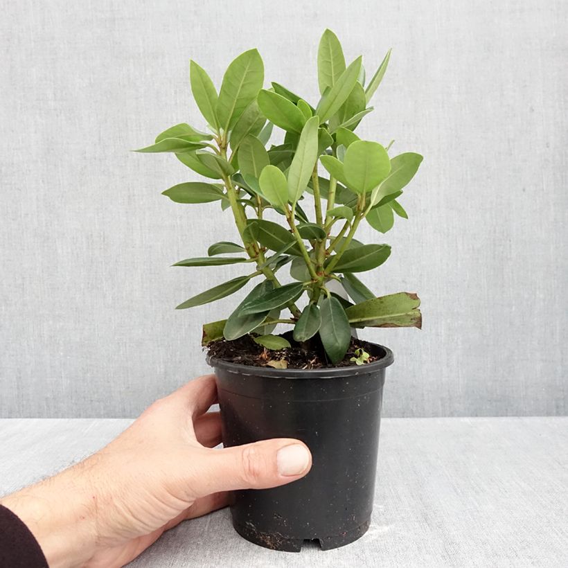 Ejemplar de Rhododendron catawbiense Roseum Elegans Maceta de 12 cm / 13 cm entregado en otoño