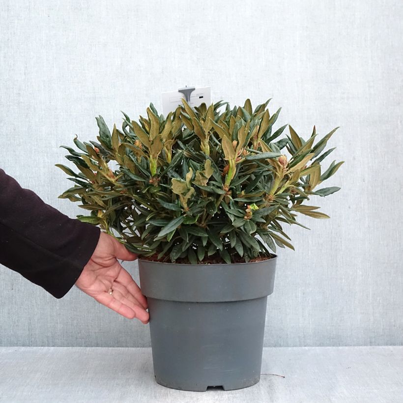 Ejemplar de Rhododendron roxieanum Blewbury Maceta 4L/5L entregado en otoño