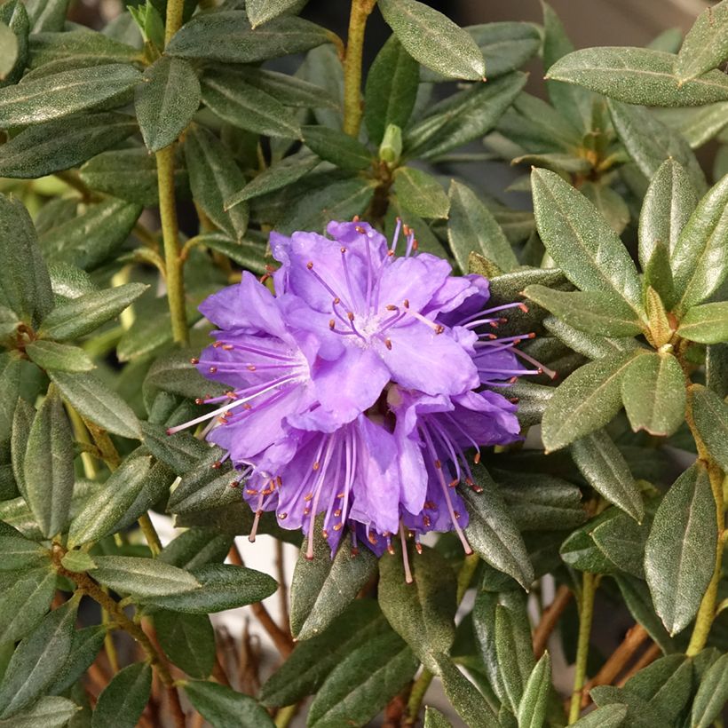 Rhododendron russatum Lauretta (Floración)