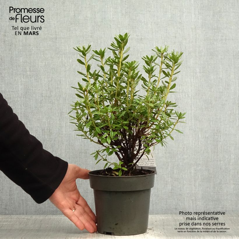 Rhododendron russatum Lauretta Maceta 2L/3L Ejemplar entregado en la primavera